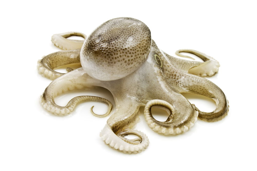 octopus